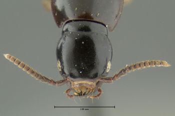 Media type: image;   Entomology 24109 Aspect: head dorsal view